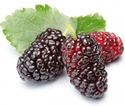 Шелковица 1кг