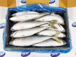 Желтохвост лакедра с/м 800-1300 1/20 1кг