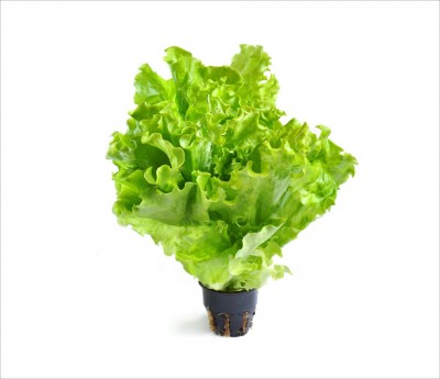 Салат  Айсберг 1шт