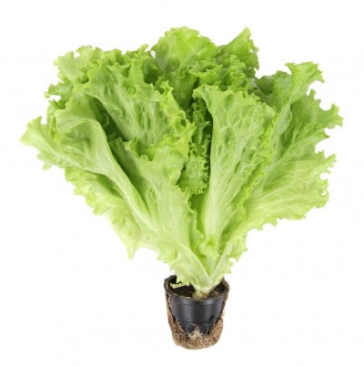 Салат Московский 1шт