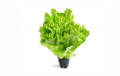 БЗМЖ Сыр Чечил паутинка Мимин 80 гр